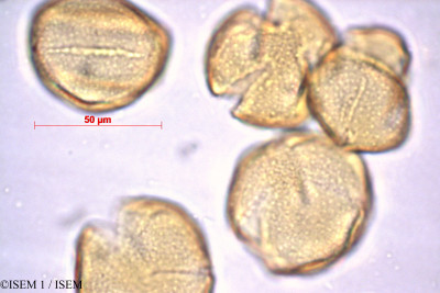 ISEM 1/Cleistocactus_buchtienii_27862/Cleistocactus_buchtienii_27862_0001(copy)_thumb.jpg